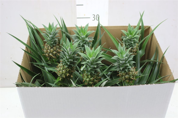 <h4>Ananas Mi Amigo</h4>