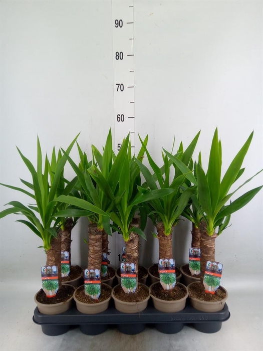 <h4>Yucca   ...</h4>