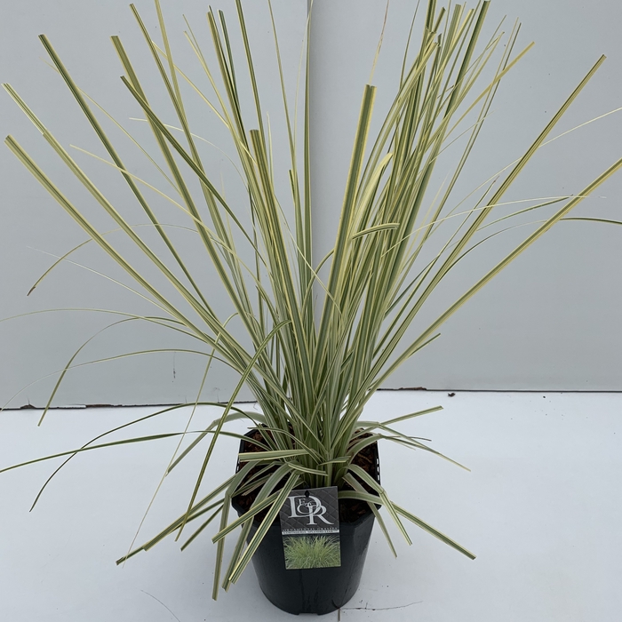 <h4>Cortaderia 'Splendid Star' P23 (5ltr)</h4>