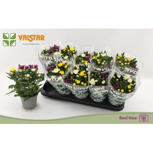 CHRYS DA VINC GEM PT