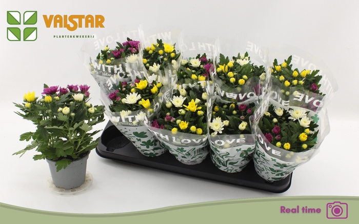 <h4>CHRYS DA VINC GEM PT</h4>