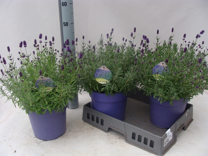 Lavandula angus. 'Hidcote'