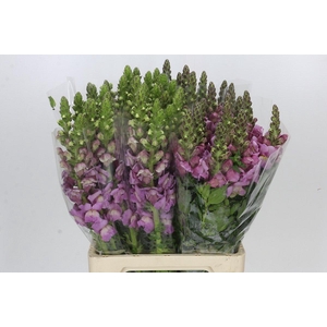 Antirrhinum Potomac Lavender