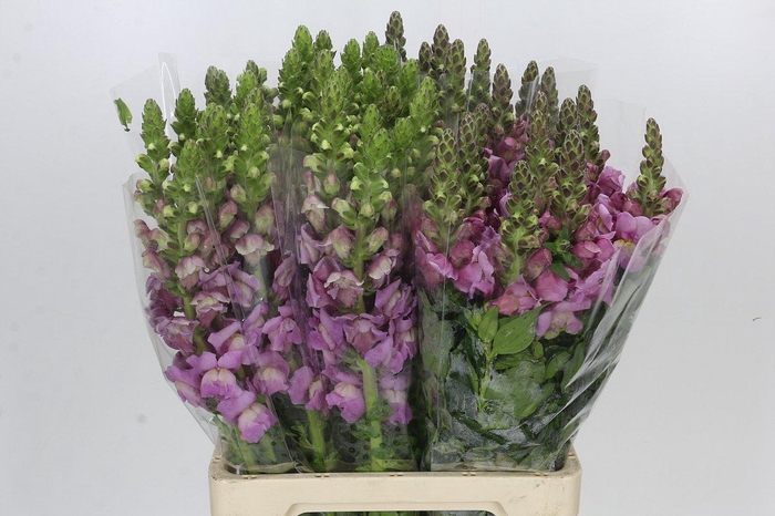 <h4>Antirrhinum Potomac Lavender</h4>
