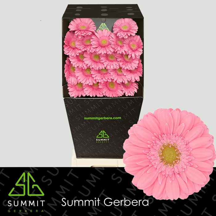 <h4>Germini Kirstey Diamond per kaart</h4>