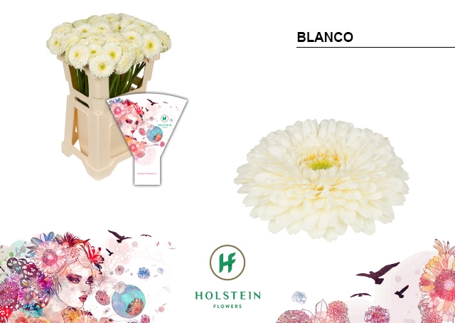 <h4>GE MI Pom Blanco</h4>