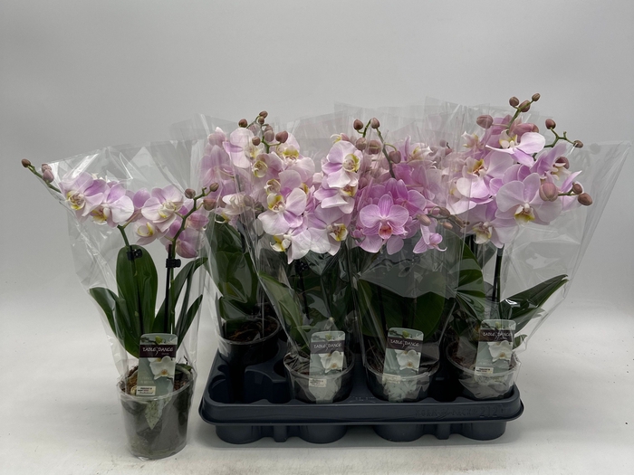 <h4>PHAL OV ROZE</h4>