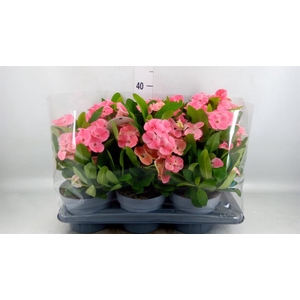 Euphorbia milii   ...