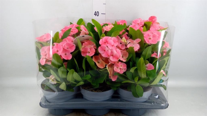 <h4>Euphorbia milii   ...</h4>
