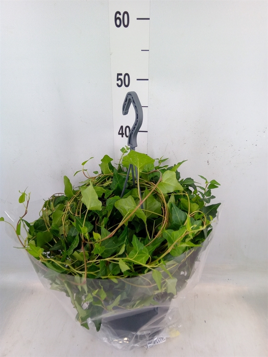 <h4>Hedera   ...green leafed</h4>