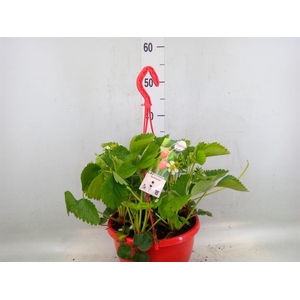 Fragaria ananassa 'Elsanta'