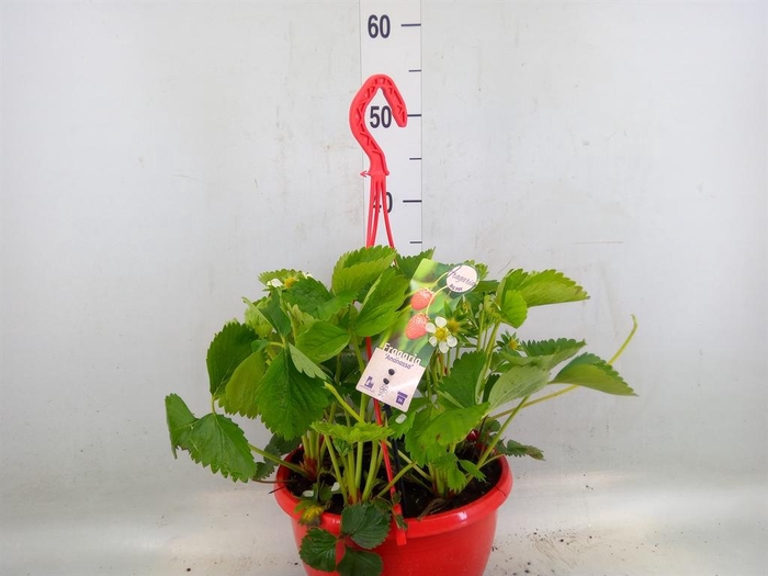 <h4>Fragaria ananassa 'Elsanta'</h4>