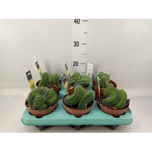 Mammillaria