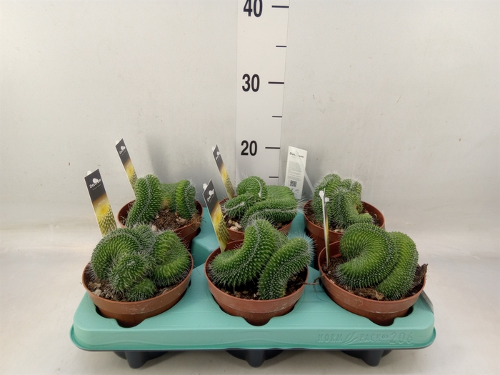 <h4>Mammillaria</h4>