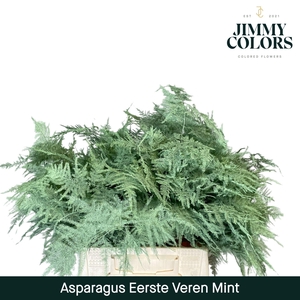 Aspa 1ste veren Mint