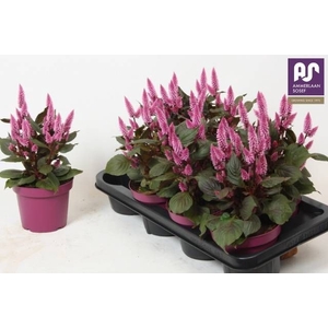 CEL WILD PINK