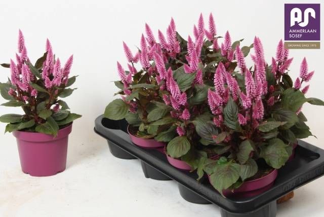 <h4>CEL WILD PINK</h4>