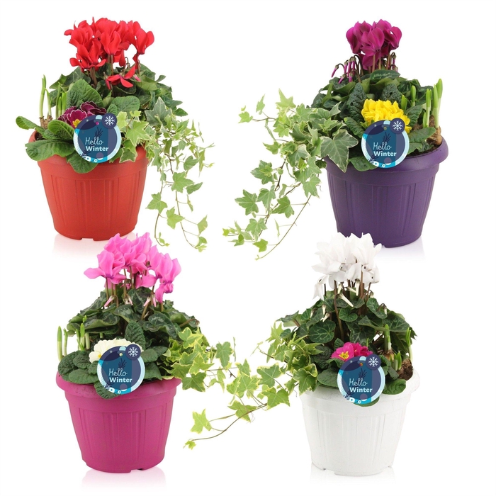 <h4>Winter trio in patiopot 'Snow'</h4>