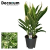 Cordyline New Conga Toef 19 cm (Decorum)