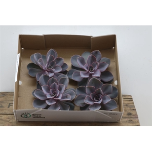 Echeveria Perle Van Nurnberg X4