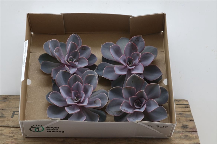 <h4>Echeveria Perle Van Nurnberg X4</h4>