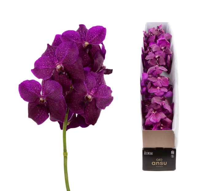 <h4>Vanda Magic Fuchsia</h4>