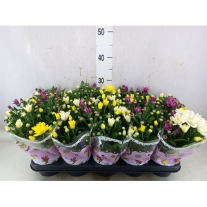 Chrysanthemum   ..mix/pot