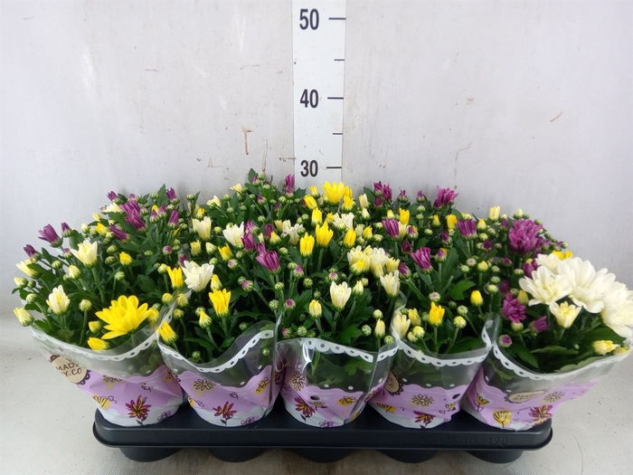<h4>Chrysanthemum   ..mix/pot</h4>