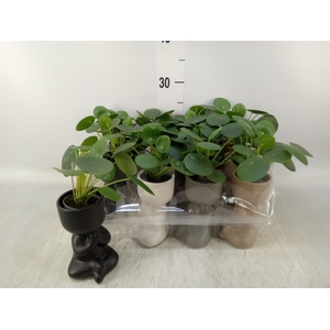 Arr.   Kamerplant Groen L%