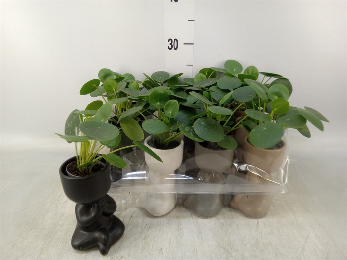 <h4>Arr.   Kamerplant Groen L%</h4>