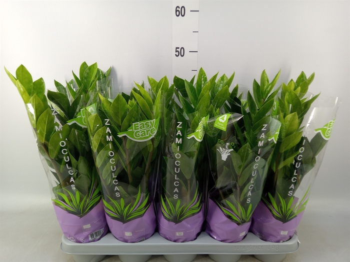 <h4>Zamioculcas zamiifolia</h4>