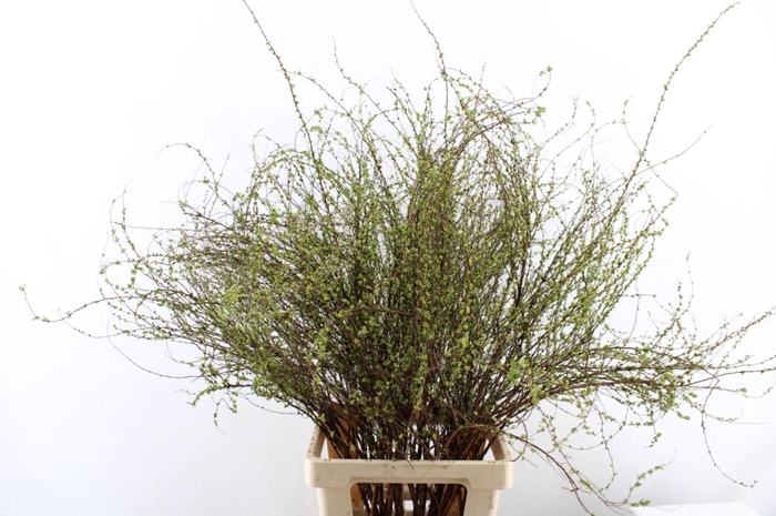 <h4>Fontanesia White</h4>