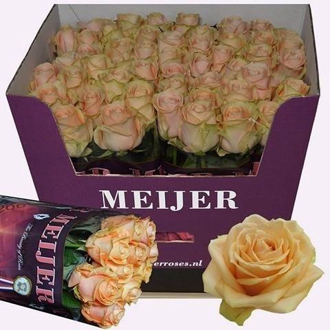 <h4>Rosa large pearl avalanche+</h4>