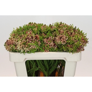 Kaaps Groen Strawberry Berzelia