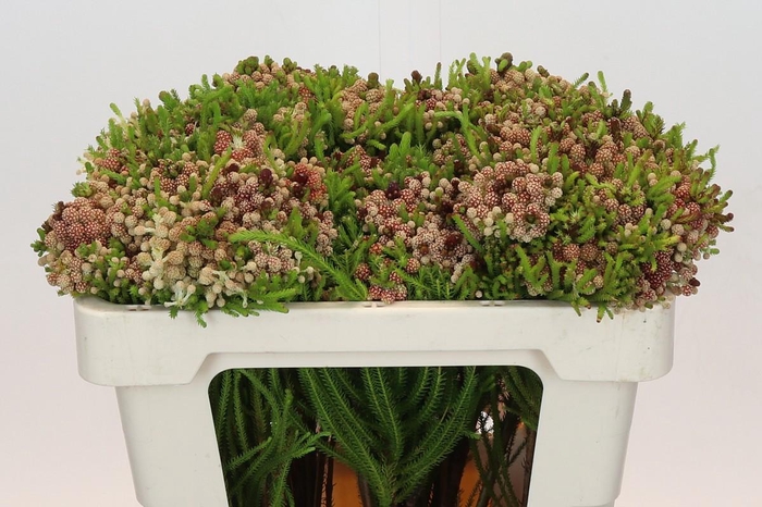 <h4>Kaaps Groen Strawberry Berzelia</h4>