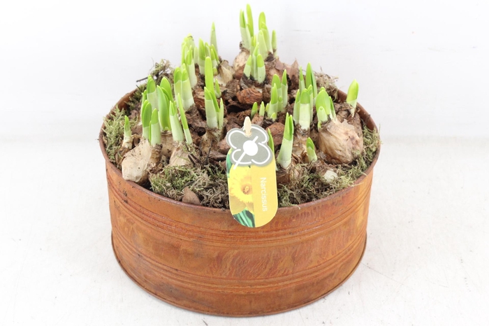 <h4>arr4 Narcis PL - Zin roest rond L</h4>