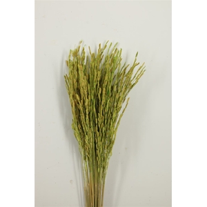 Dried Rice Oryza Green Bunch