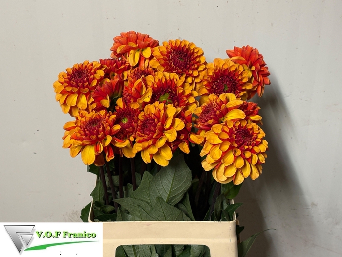 <h4>DAHL DEC AMERIC SUN</h4>