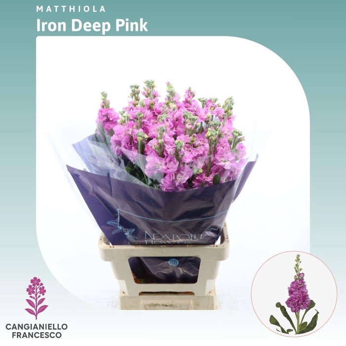 <h4>MATTH IRON DEEP PINK</h4>