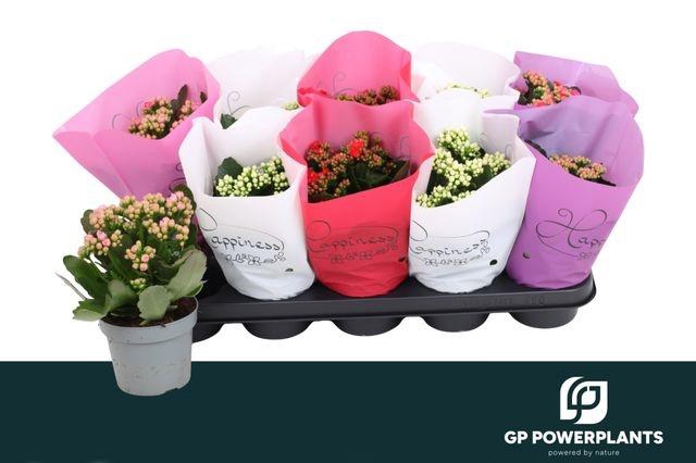 <h4>Kal Ge Rf Gem 4 Kl</h4>