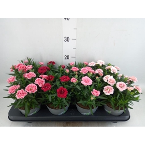 Dianthus  'Oscar'   ...mix