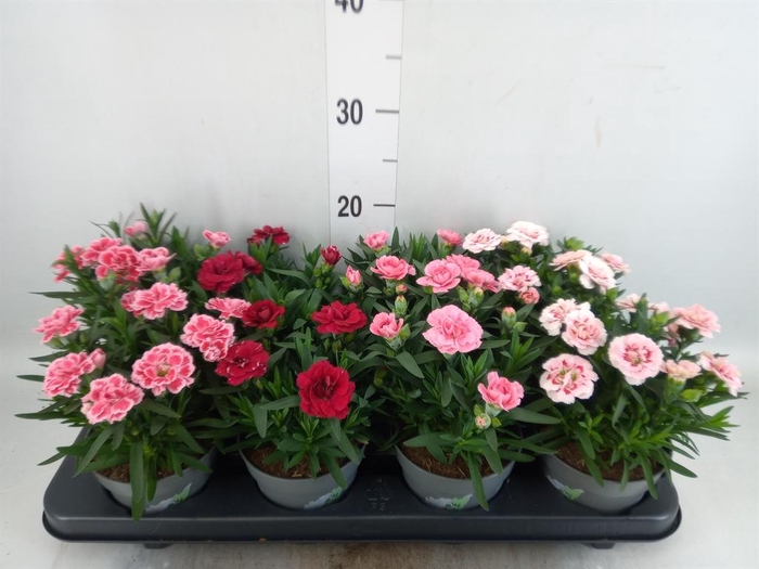<h4>Dianthus 'Oscar' ...mix</h4>