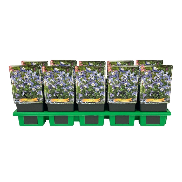 <h4>Aquilegia caerulea</h4>