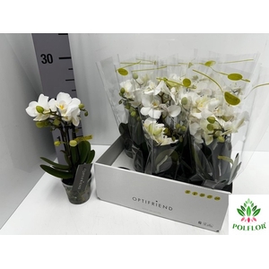 Phalaenopsis MF white 7Ø 25cm 2st 10fl