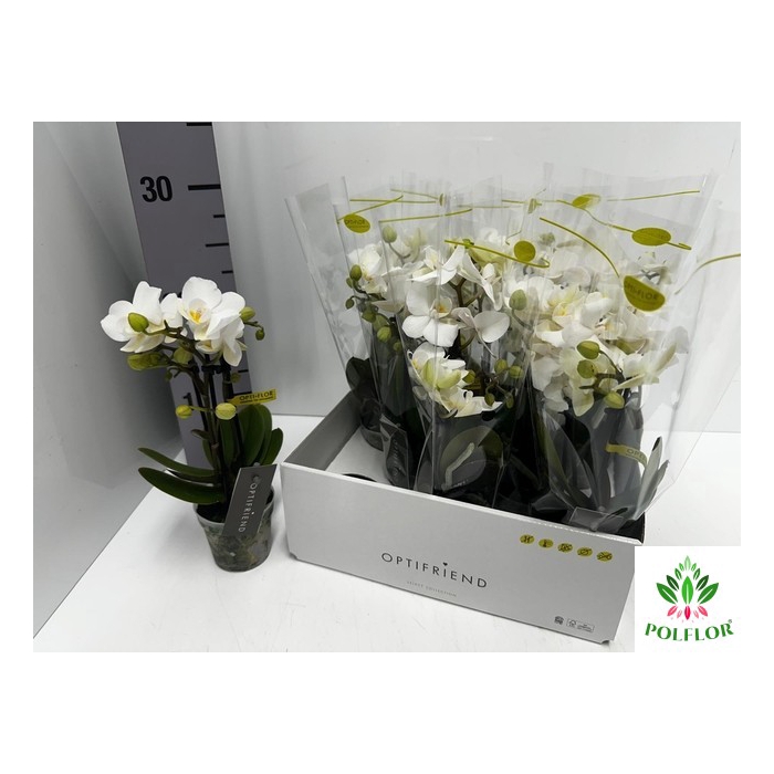 <h4>Phalaenopsis MF white 7Ø 25cm 2st 10fl</h4>