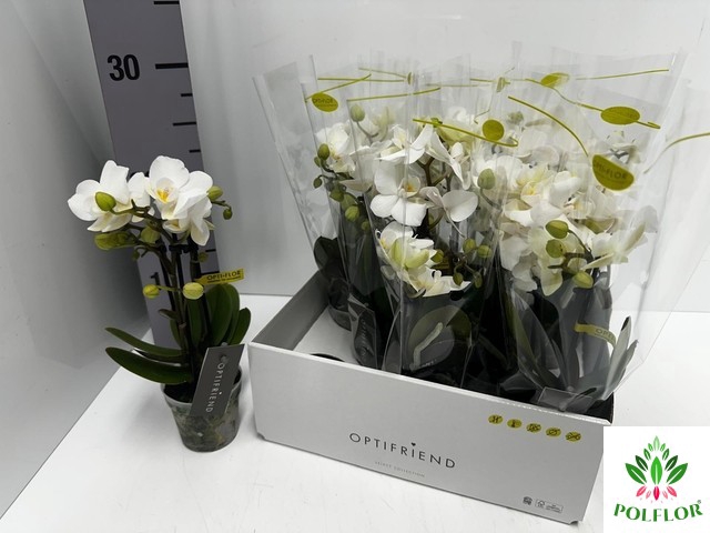 Phalaenopsis MF white 7Ø 25cm 2st 10fl