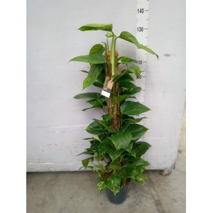 Epipremnum pinn.   ...moss stick