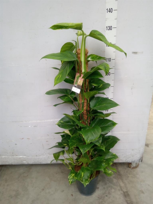 <h4>Epipremnum pinn.   ...moss stick</h4>