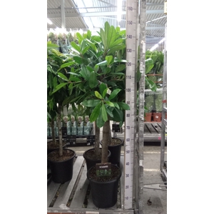 Ficus cyathistipula