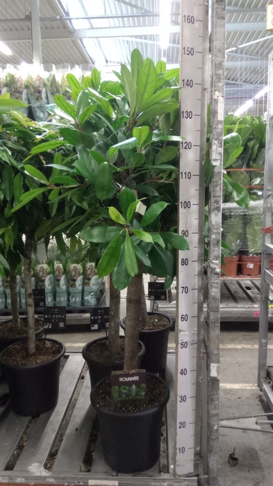 <h4>Ficus cyathistipula</h4>